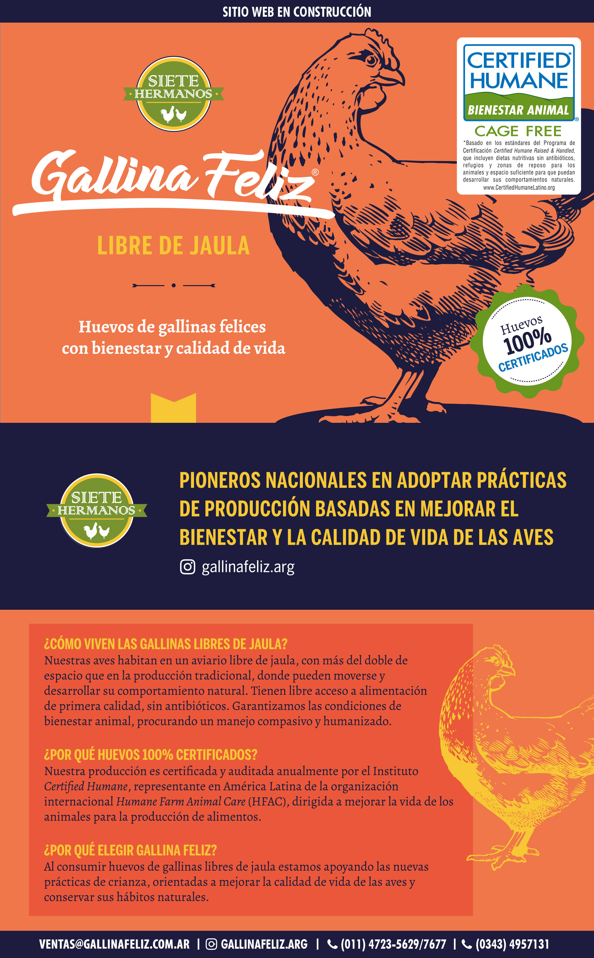 Siete Hermanos - Gallina Feliz - Libre de jaula - Huevos 100% Certificados